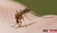 چرا پشه‌ها قادر به انتقال ایدز نیستند؟
