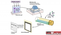 تکنیک مولکولی وسترن بلات