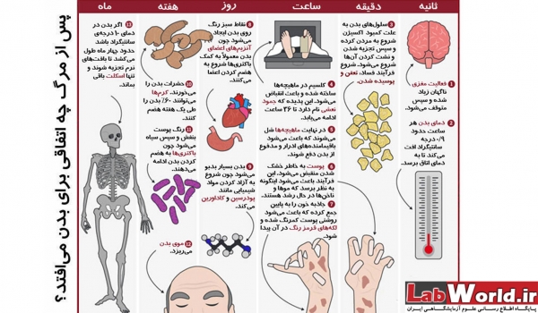 پس از مرگ چه اتفاقی برای بدن ما می افتد؟