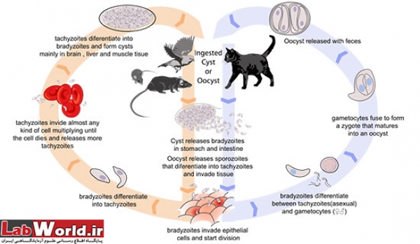 توکسوپلاسما گوندی Toxoplasma gondii